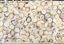 AGATE NATURAL CLASSIC JUMBO