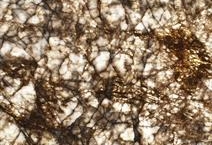 CRYSTAL BROWN